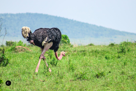 Nairobi, Travel, Unforgettable Kenya Safari Tours | Book Your 2026 Wildlife Adventure