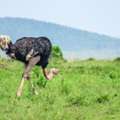 Unforgettable Kenya Safari Tours | Book Your 2026 Wildlife Adventure