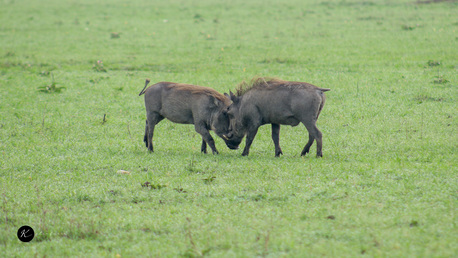 Nairobi, Travel, Unforgettable Kenya Safari Tours | Book Your 2026 Wildlife Adventure