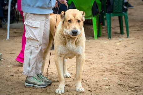 Punjab, Pet Sitting, Dog Walkers In Amritsar