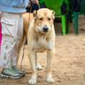 Dog Walkers In Amritsar