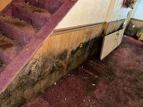 New York, Business, Certified Mold Remediation Rochester EPA-Compliant Solutions