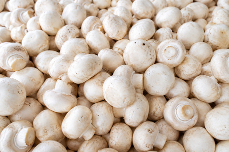 Haryana, Food, Best Mushroom Wholesaler In Haryana | Fresh Mushrooms Supplier