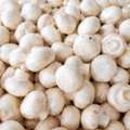 Best Mushroom Wholesaler In Haryana | Fresh Mushrooms Supplier