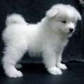 Your Fluffy Friend Is Waiting In Illinois