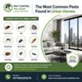 The Most Common Pests Found In Urban Homes