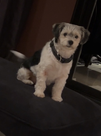 Salamah, Pet Adoption, Pet Adoption
