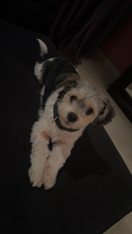 Salamah, Pet Adoption, Pet Adoption