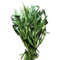 INR 199,  Kulekhara Saag Online For Home Gardening And Plant Collections