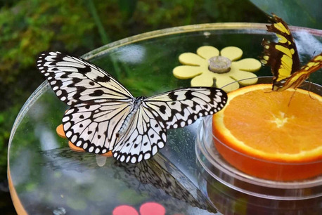 Dubai, Travel, Explore The Colorful Beauty And Natural Wonders Of Dubai Butterfly Garden