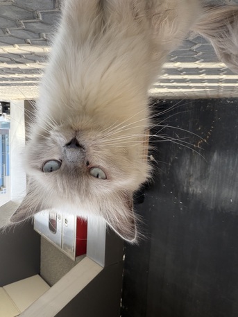 Jeddah, Lost & Found, Found A Cat