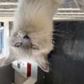 Found A Cat