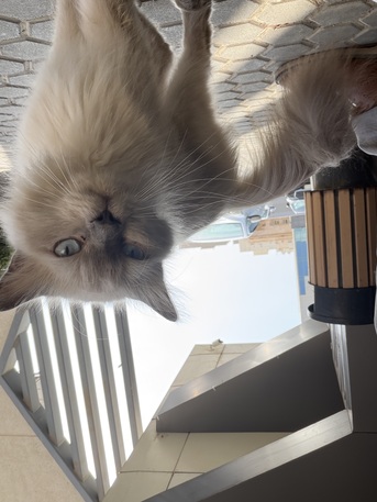 Jeddah, Lost & Found, Found A Cat