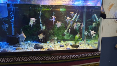 Al Adama, Pet Supplies, SAR 800,  Fish Aquarium With Fishes