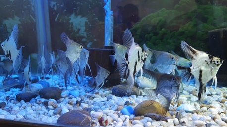 Al Adama, Pet Supplies, SAR 800,  Fish Aquarium With Fishes