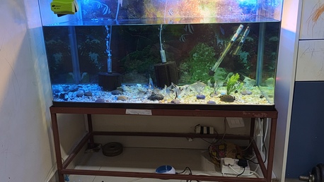 Al Adama, Pet Supplies, SAR 800,  Fish Aquarium With Fishes