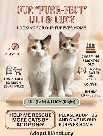 Salamah, Pet Adoption, قطط صغيرة بصحة ممتازة ومُطعمة تبحث عن مناز