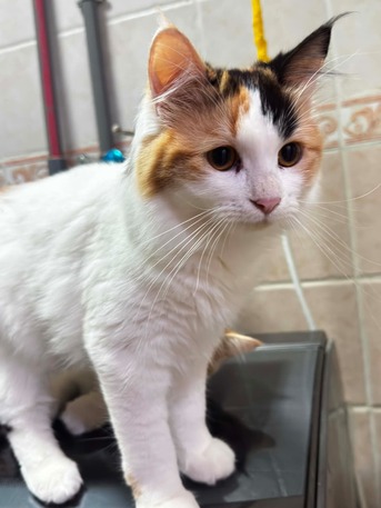 Salamah, Pet Adoption, قطط صغيرة بصحة ممتازة ومُطعمة تبحث عن مناز