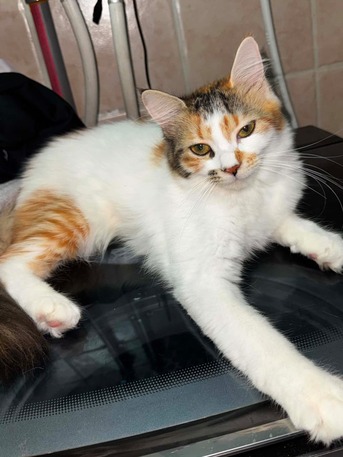 Salamah, Pet Adoption, قطط صغيرة بصحة ممتازة ومُطعمة تبحث عن مناز