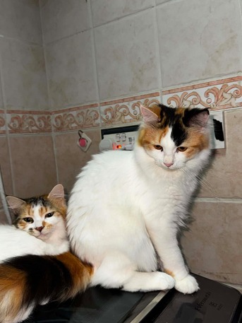 Salamah, Pet Adoption, قطط صغيرة بصحة ممتازة ومُطعمة تبحث عن مناز