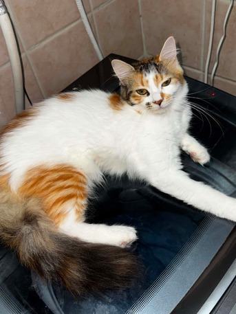 Salamah, Pet Adoption, قطط صغيرة بصحة ممتازة ومُطعمة تبحث عن مناز