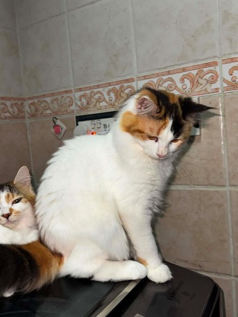 Salamah, Pet Adoption, قطط صغيرة بصحة ممتازة ومُطعمة تبحث عن مناز