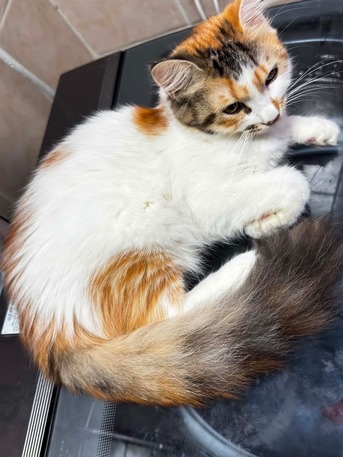 Salamah, Pet Adoption, قطط صغيرة بصحة ممتازة ومُطعمة تبحث عن مناز