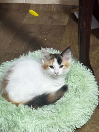 Salamah, Pet Adoption, قطط صغيرة بصحة ممتازة ومُطعمة تبحث عن مناز