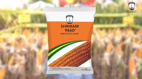 Mumbai, Farm/Garden, Shriram 9660 Corn Seeds &ndash; Robust Hybrid For Stable Yield & Growth