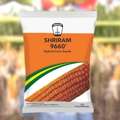 Shriram 9660 Corn Seeds – Robust Hybrid For Stable Yield & Growth