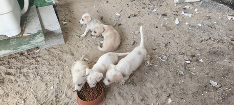 Dammam, Pet Supplies, SAR 1,  PUPPIES FOR ADOPTION - FREE TO A LOVING HOME
