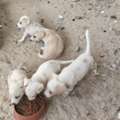 SAR 1,  PUPPIES FOR ADOPTION - FREE TO A LOVING HOME