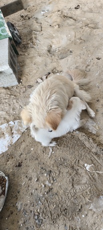 Dammam, Pet Supplies, SAR 1,  PUPPIES FOR ADOPTION - FREE TO A LOVING HOME