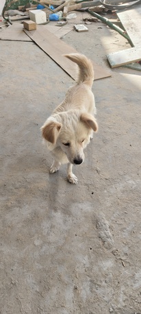 Dammam, Pet Supplies, SAR 1,  PUPPIES FOR ADOPTION - FREE TO A LOVING HOME