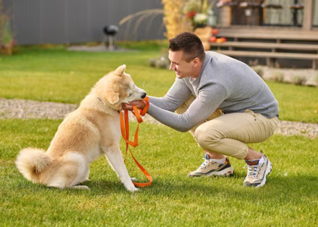 New York, Pet Sitting, Puppy Boot Camp San Antonio TX