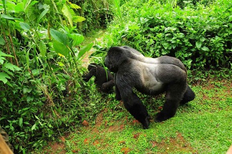 Dar es Salaam, Travel, Mount Kilimanjaro Climbing Tours