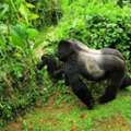 Mount Kilimanjaro Climbing Tours