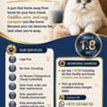 Cat Boarding Service