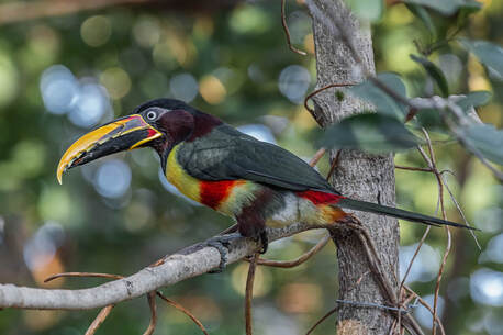 Noida, Travel, Pantanal And Cerrado Wildlife Tour | Pantanal Jaguars And Birds Tour
