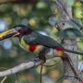 Pantanal And Cerrado Wildlife Tour | Pantanal Jaguars And Birds Tour