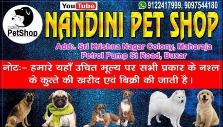 Mumbai, Pet Sitting, Nandini Pet Shop