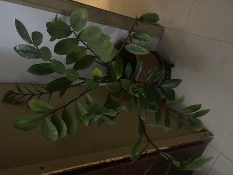 Hoora, Farm & Garden, BHD 6,  Indoor Plant