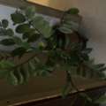 BHD 6, Indoor Plant
