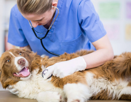 Toronto, Health, Professional Surgical Veterinary Services For Pets