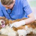 Professional Surgical Veterinary Services For Pets