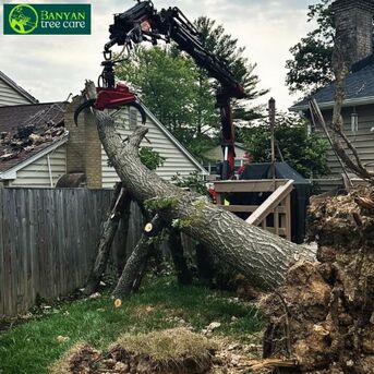 Melbourne, Business, Need A Tree Removed? Trusted Tree Removal Services In Melbourne