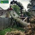 Need A Tree Removed? Trusted Tree Removal Services In Melbourne