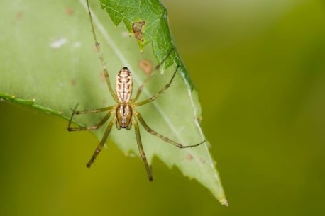 Toronto, Pest Control, Soo Pest Contronl Inc
