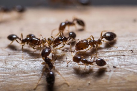 Toronto, Pest Control, Soo Pest Contronl Inc