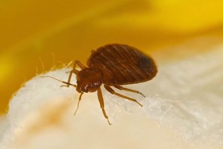 Toronto, Pest Control, Soo Pest Contronl Inc